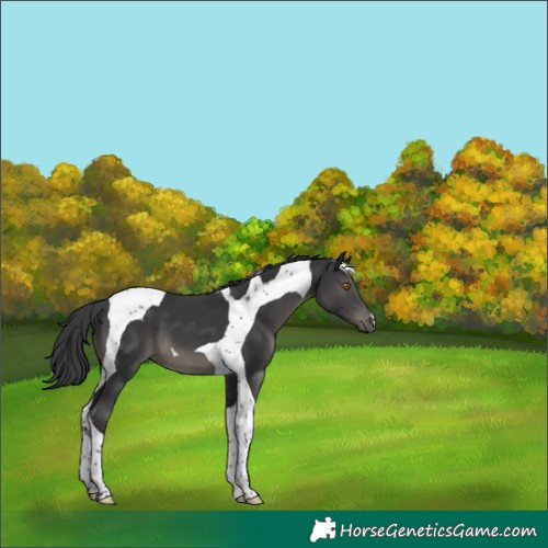 Horse Color:Black Tobiano 