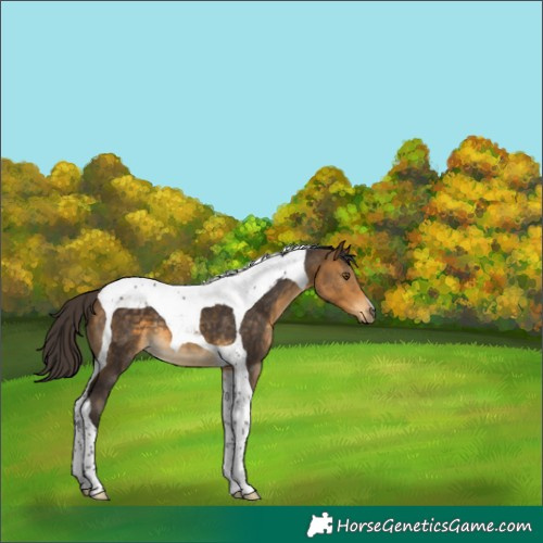 Horse Color:Buckskin Tobiano 