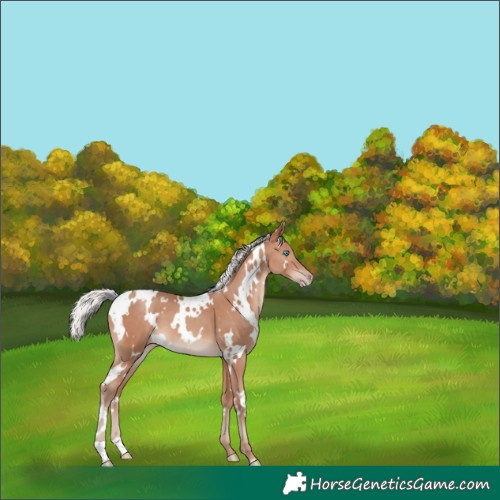 Horse Color:White Spotted Silver Sable Champagne 
