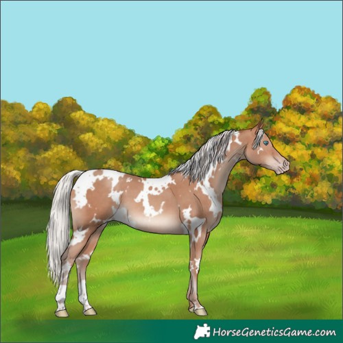 Horse Color:White Spotted Silver Sable Champagne