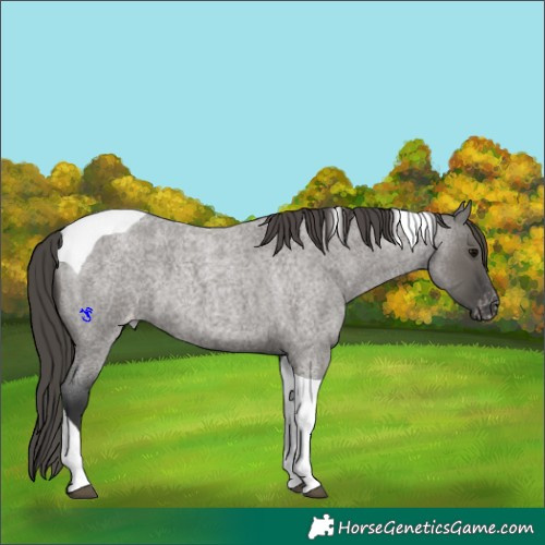 Horse Color:Grullo Roan Tobiano Appaloosa