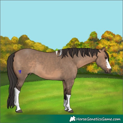 Horse Color:Brown Dun Sabino Tobiano