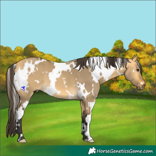 Horse Color:White Spotted Buckskin Dun 