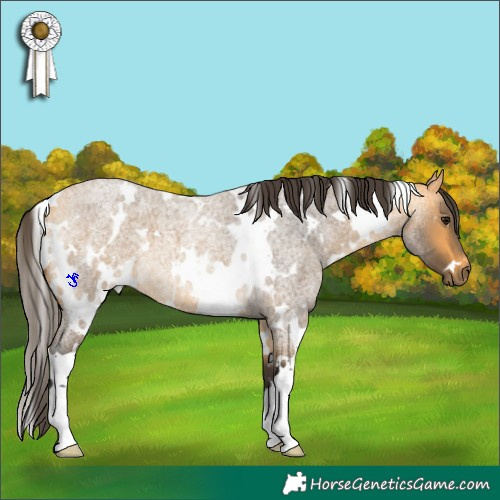 Horse Color:White Spotted Buckskin Roan 