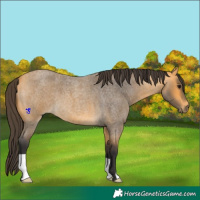 Horse Color:Buckskin Roan