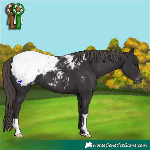 Horse Color:Smoky Black Appaloosa