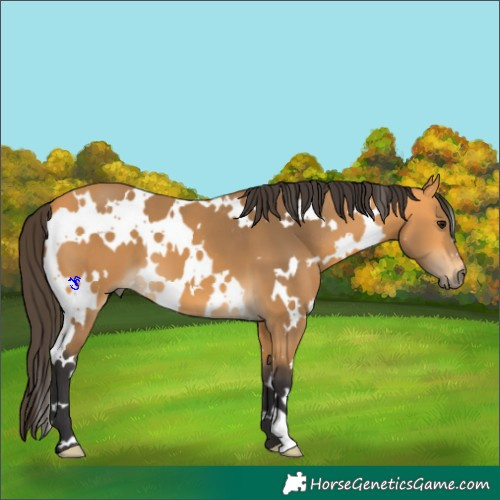Horse Color:White Spotted Buckskin 