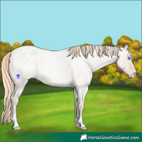 Horse Color:Smoky Creme Roan Dun Blanket