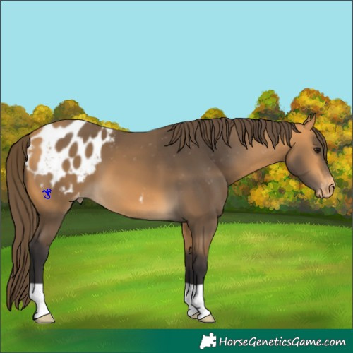 Horse Color:Buckskin Appaloosa 