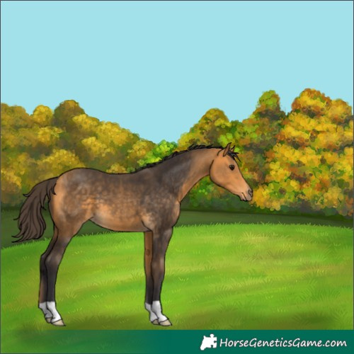 Horse Color:Buckskin 