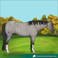 Horse Color:Grullo Roan 
