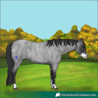 Horse Color:Blue Roan Sabino