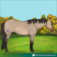 Horse Color:Bay Dun