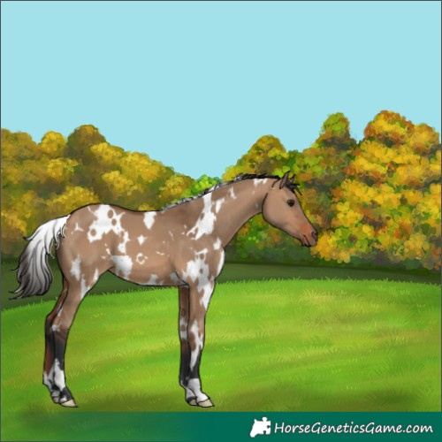 Horse Color:White Spotted Bay Dun 