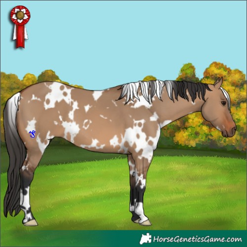 Horse Color:White Spotted Bay Dun 