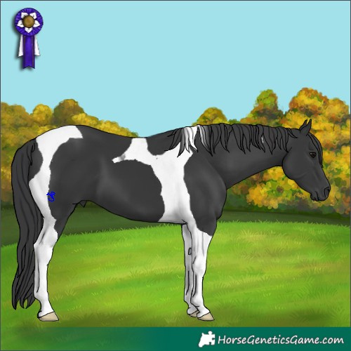 Horse Color:Black Tobiano