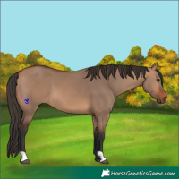 Horse Color:Bay Dun