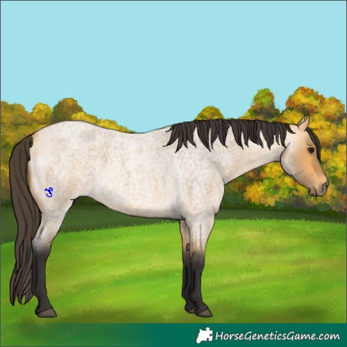Horse Color:Buckskin Roan