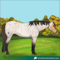 Horse Color:Buckskin Roan 