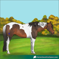 Horse Color:Brown Tobiano 