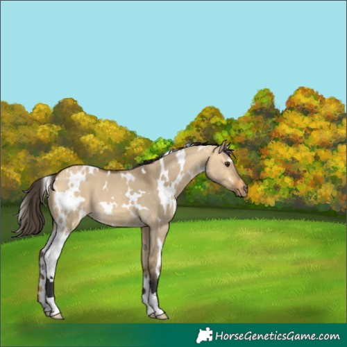 Horse Color:White Spotted Buckskin Dun 