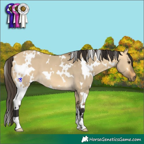 Horse Color:White Spotted Buckskin Dun