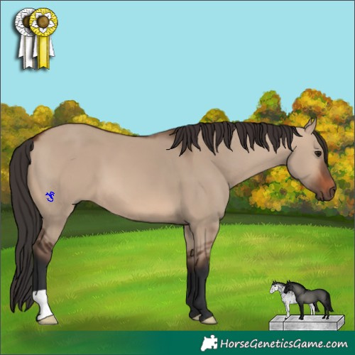 Horse Color:Brown Dun 