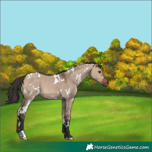 Horse Color:White Spotted Brown Dun 