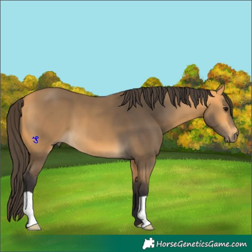 Horse Color:Buckskin 