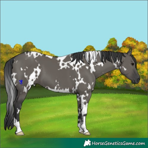 Horse Color:White Spotted Grullo