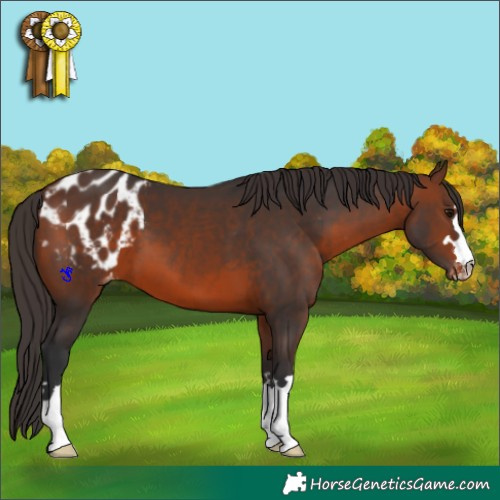 Horse Color:Brown Appaloosa 