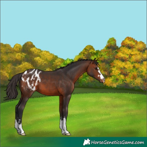 Horse Color:Brown Appaloosa 