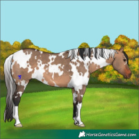 Horse Color:White Spotted Bay Dun 