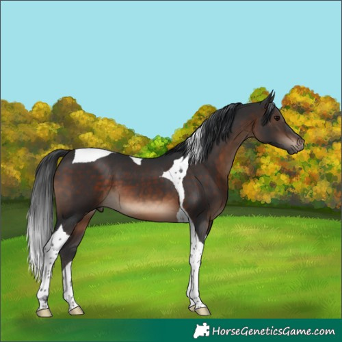 Horse Color:Brown Tobiano