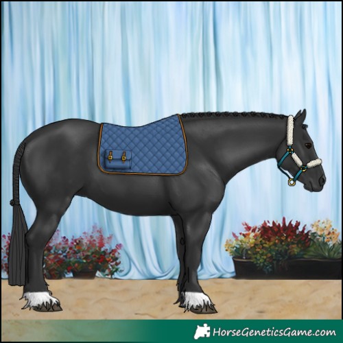 Horse Color:Black 