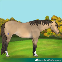 Horse Color:Buckskin Dun 