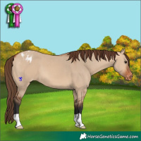 Horse Color:Bay Dun Blanket