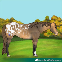Horse Color:Buckskin Blanket 