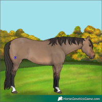 Horse Color:Brown Dun 