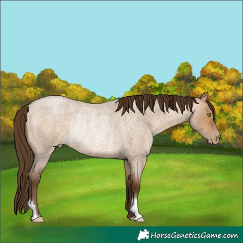 Horse Color:Gray Bay Roan Pearl Dun Rabicano 