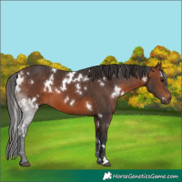 Horse Color:White Spotted Brown
