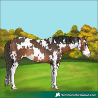 Horse Color:White Spotted Bay Sabino Rabicano