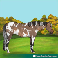 Horse Color:White Spotted Brown Dun