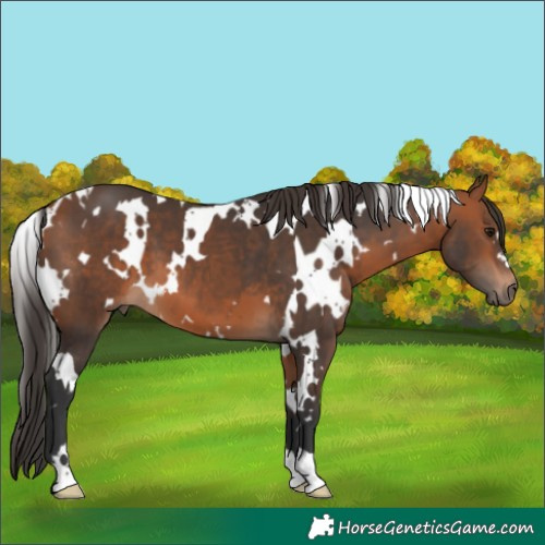 Horse Color:White Spotted Bay 