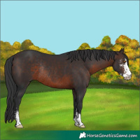 Horse Color:Brown Mushroom Sabino Rabicano