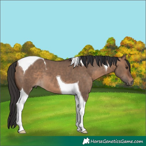 Horse Color:Brown Dun Tobiano 