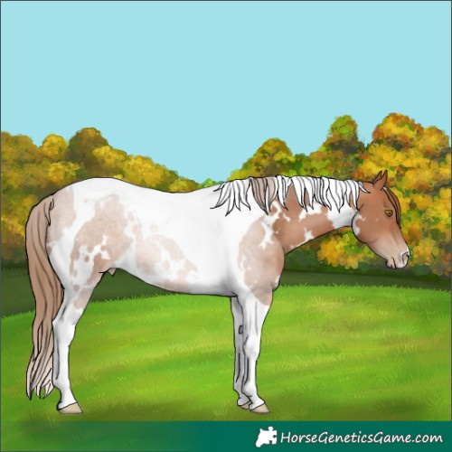 Horse Color:White Spotted Brown Pearl Tobiano 