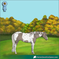 Horse Color:Silver Grullo Tobiano