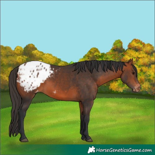 Horse Color:Bay Appaloosa 