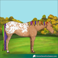 Horse Color:Painted Chestnut Blanket
